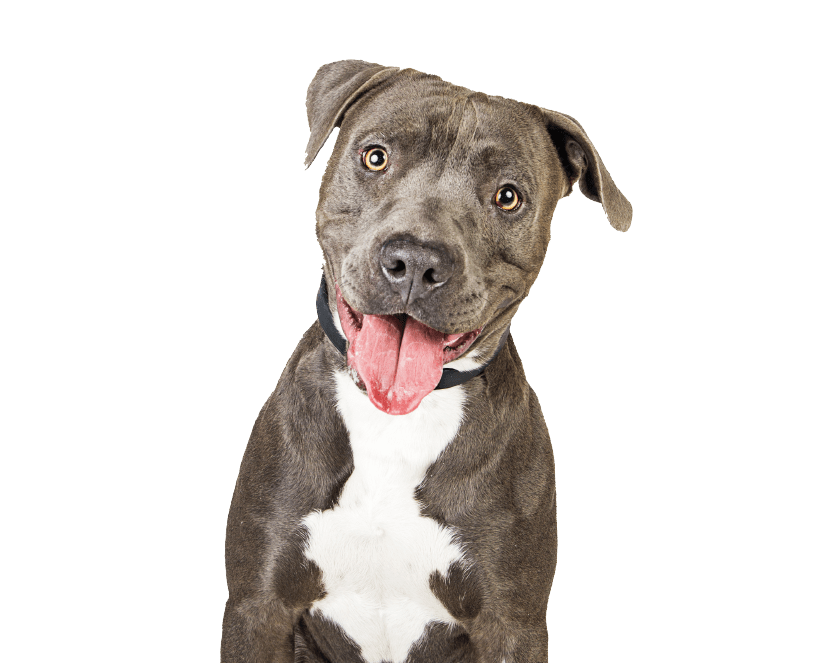 McKee's Pet Place - Frisco, TX